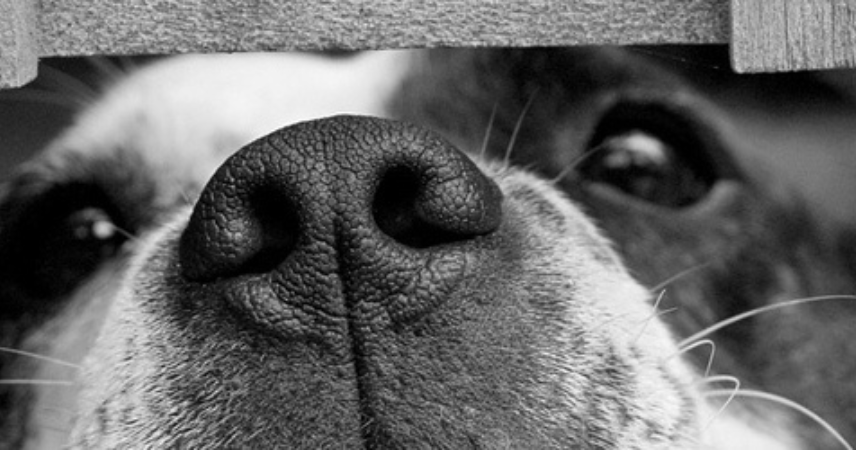 Cane
