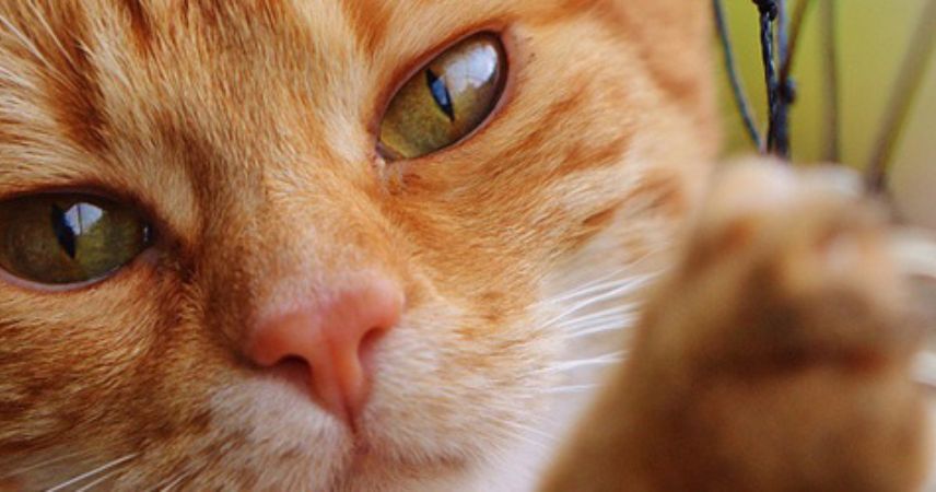 Gatto